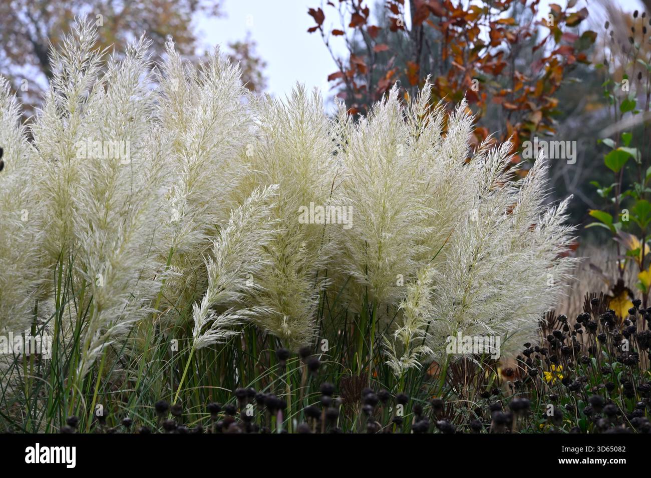 Fiori d'autunno bianchi di erba pampas, cortaderia selloana vista contro il fogliame autunnale giardino britannico novembre Foto Stock