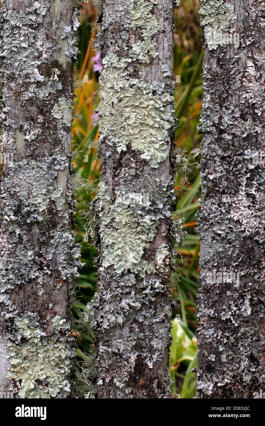 Varietà miste di licheni ancorate su una panchina di legno nell'aria pulita dei Wales National Botanic Gardens, Galles Regno Unito. Foto Stock