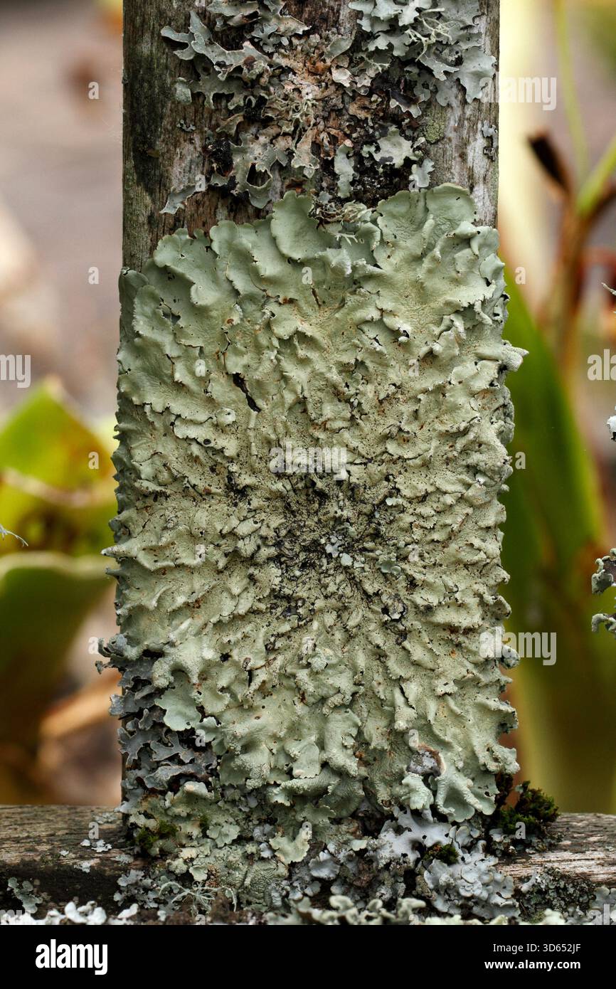 Flavoparmelia caperata, lichene verde mela, ancorato su una panca in legno. Galles del Sud, Galles, Foto Stock