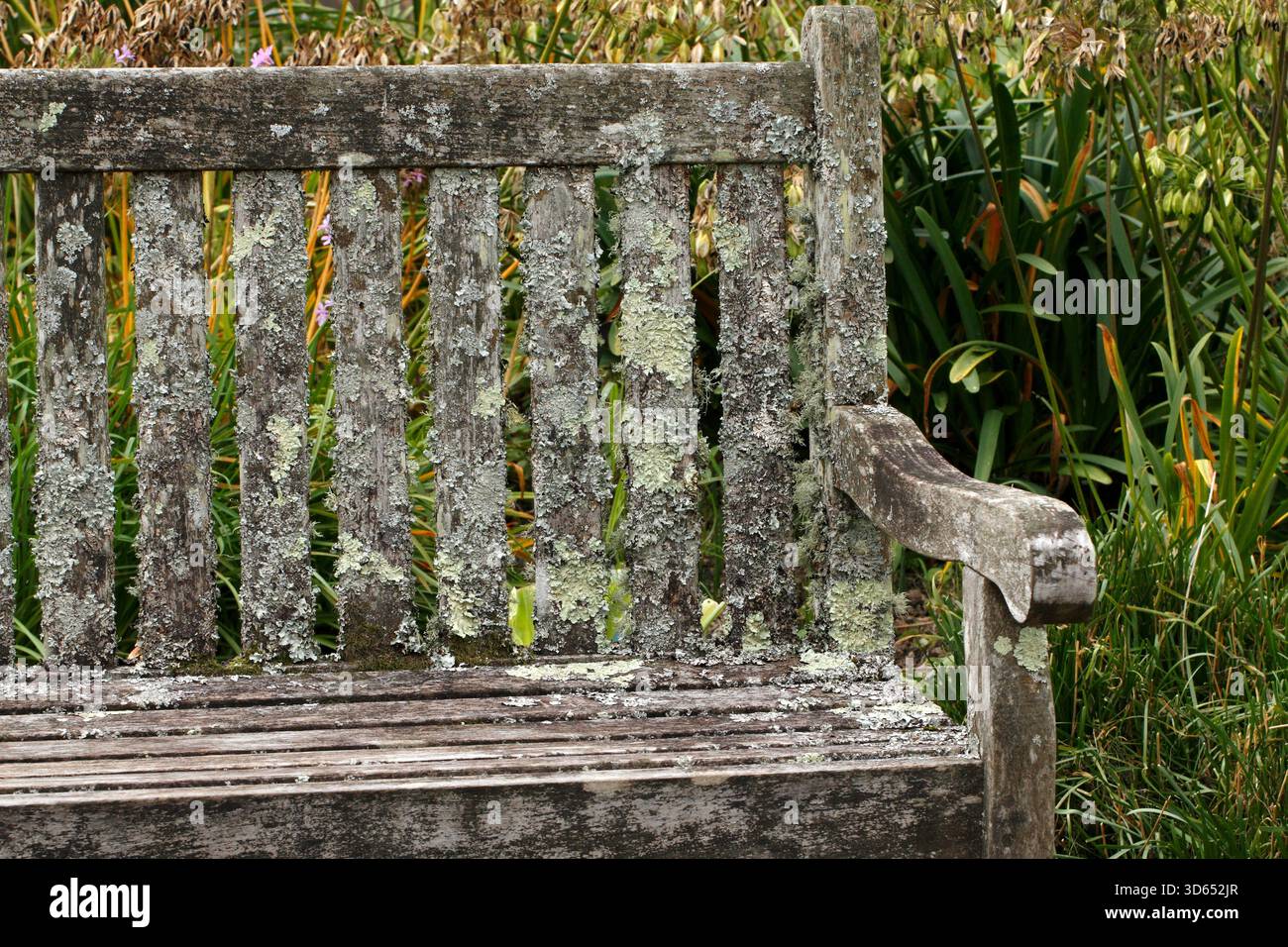 Varietà miste di licheni ancorate su una panchina di legno nell'aria pulita dei Wales National Botanic Gardens, Galles Regno Unito. Foto Stock