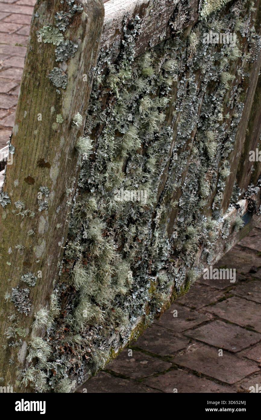 Varietà miste di licheni ancorate su una panchina di legno nell'aria pulita dei Wales National Botanic Gardens, Galles Regno Unito. Foto Stock