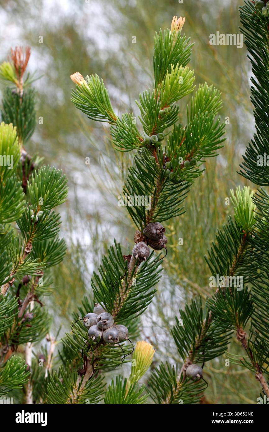Cialde di semi di Calothamnus quadrifidus. Foto Stock