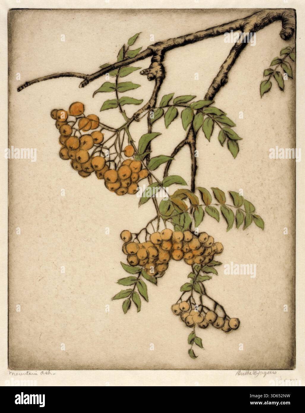 Opera d'arte storica del frassino di montagna con ammassi di bacche d'arancia e delicate foglie verdi di Bertha E. Jaques. Stampa botanica dell'inizio del XX secolo Foto Stock