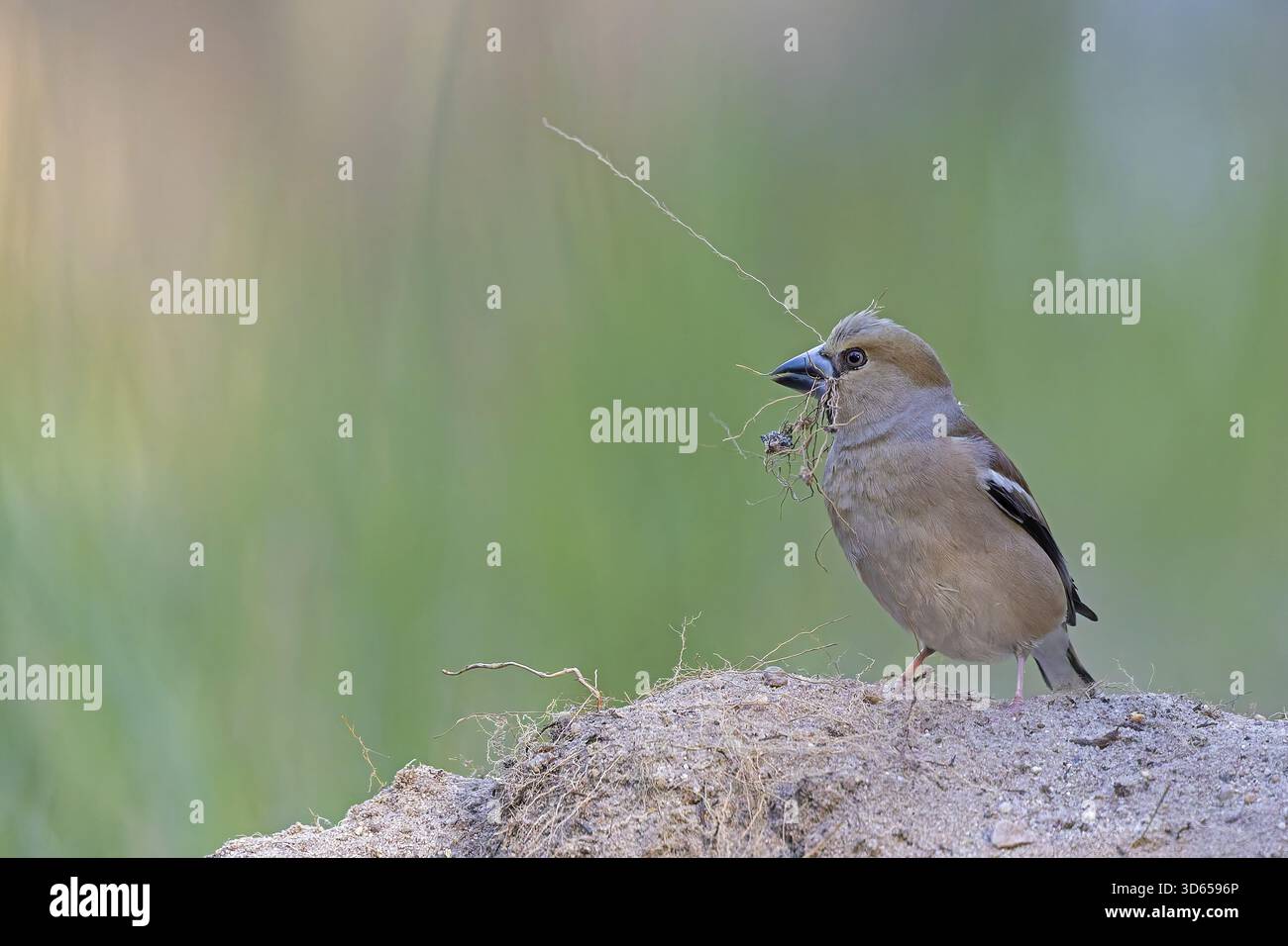 Heartbite (Coccothraustes coccothraustes) femmina, uccello finch, raccolta di materiale per la nidificazione, nido, magnifico abito, abito da allevamento, sul gr Foto Stock