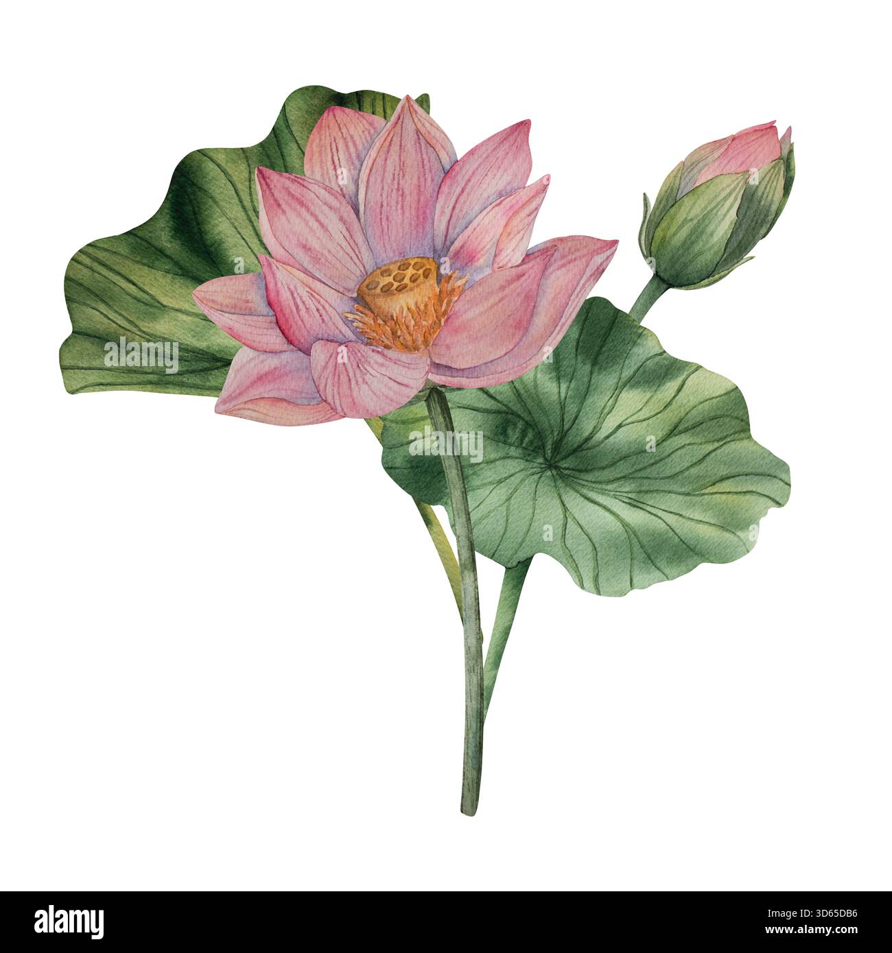 Illustrazione ad acquerello con loto disegnato a mano con boccioli di fiori rosa e foglie verdi in fiore. Stile acquerello. Tavolozza dei colori naturale. Perfetto per le stampe Foto Stock