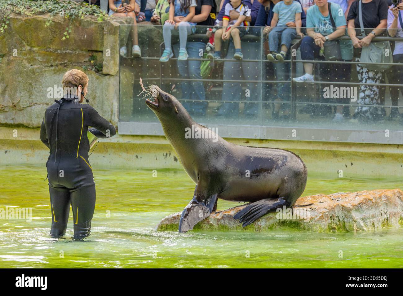 Berlino, Germania - 8 settembre 2025: Il leone marino sta eseguendo trucchi con l'istruttore in uno spettacolo acquatico circondato da un pubblico entusiasta. Foto Stock