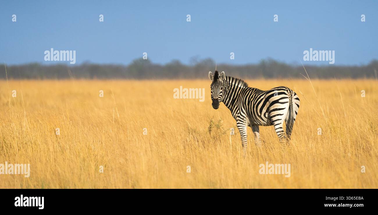 Zebra (Burchells) guardando indietro alla fotocamera. L'animale selvatico si trova in una prateria in questa immagine verticale. Parco nazionale di Hwange, Zimabwe, Africa Foto Stock