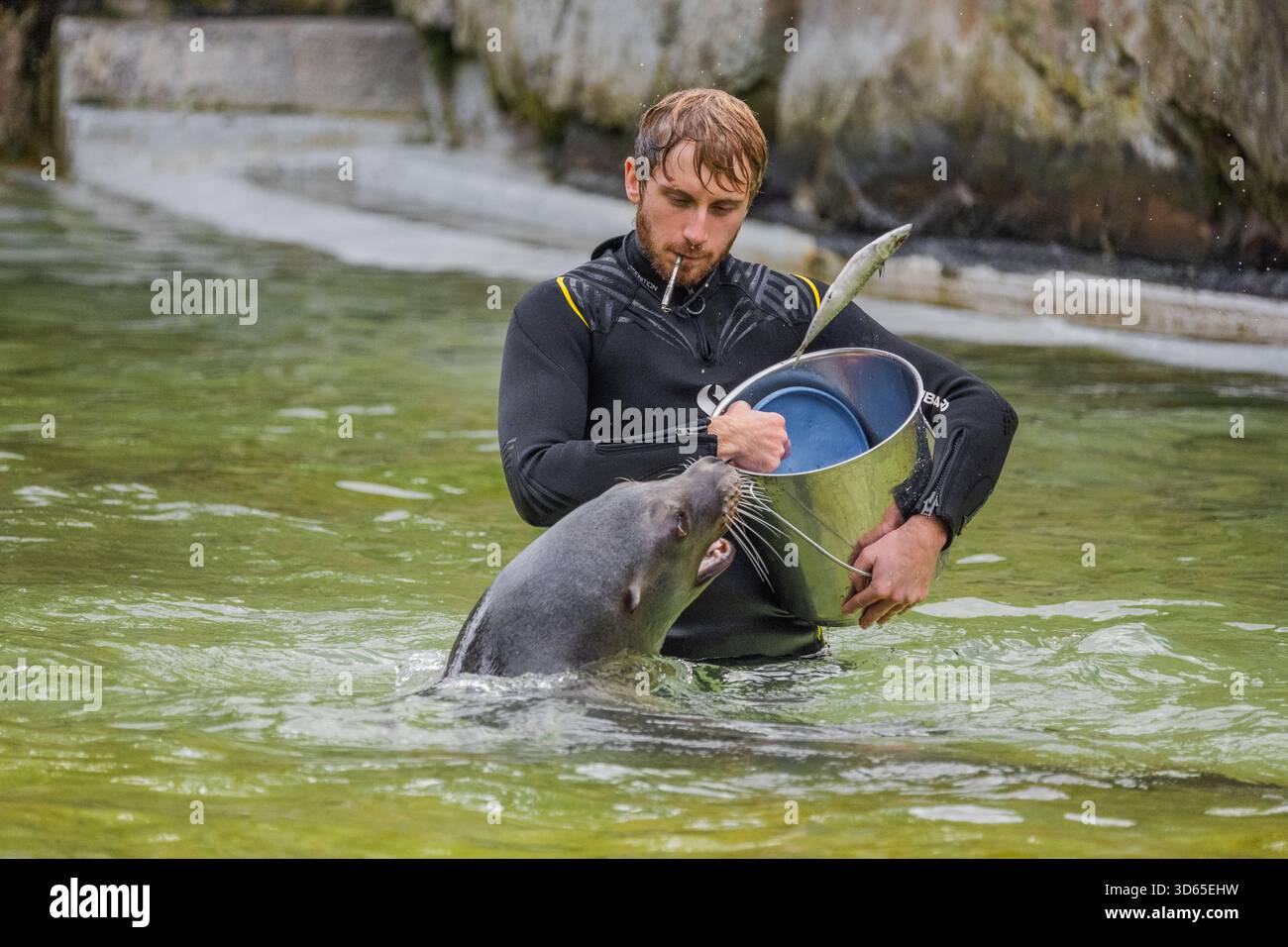 Berlino, Germania - 11 settembre 2025: L'uomo sta dando da mangiare una foca in acqua durante una sessione di allenamento con un secchio e un'atmosfera giocosa. Foto Stock