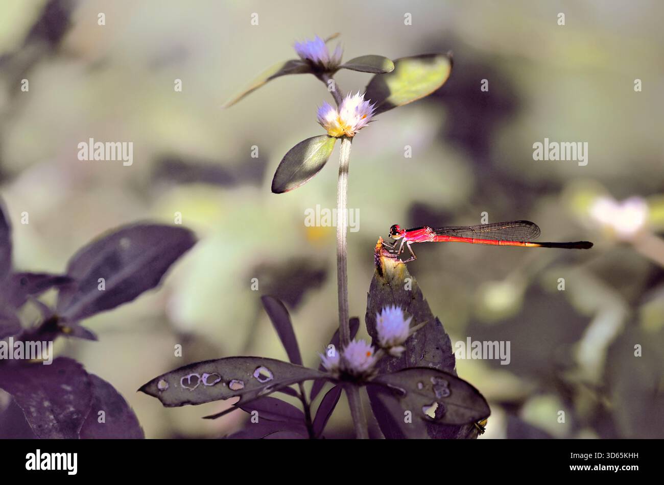 Vista ravvicinata di una libellula rossa su un fiore, Giava Occidentale, Indonesia Foto Stock