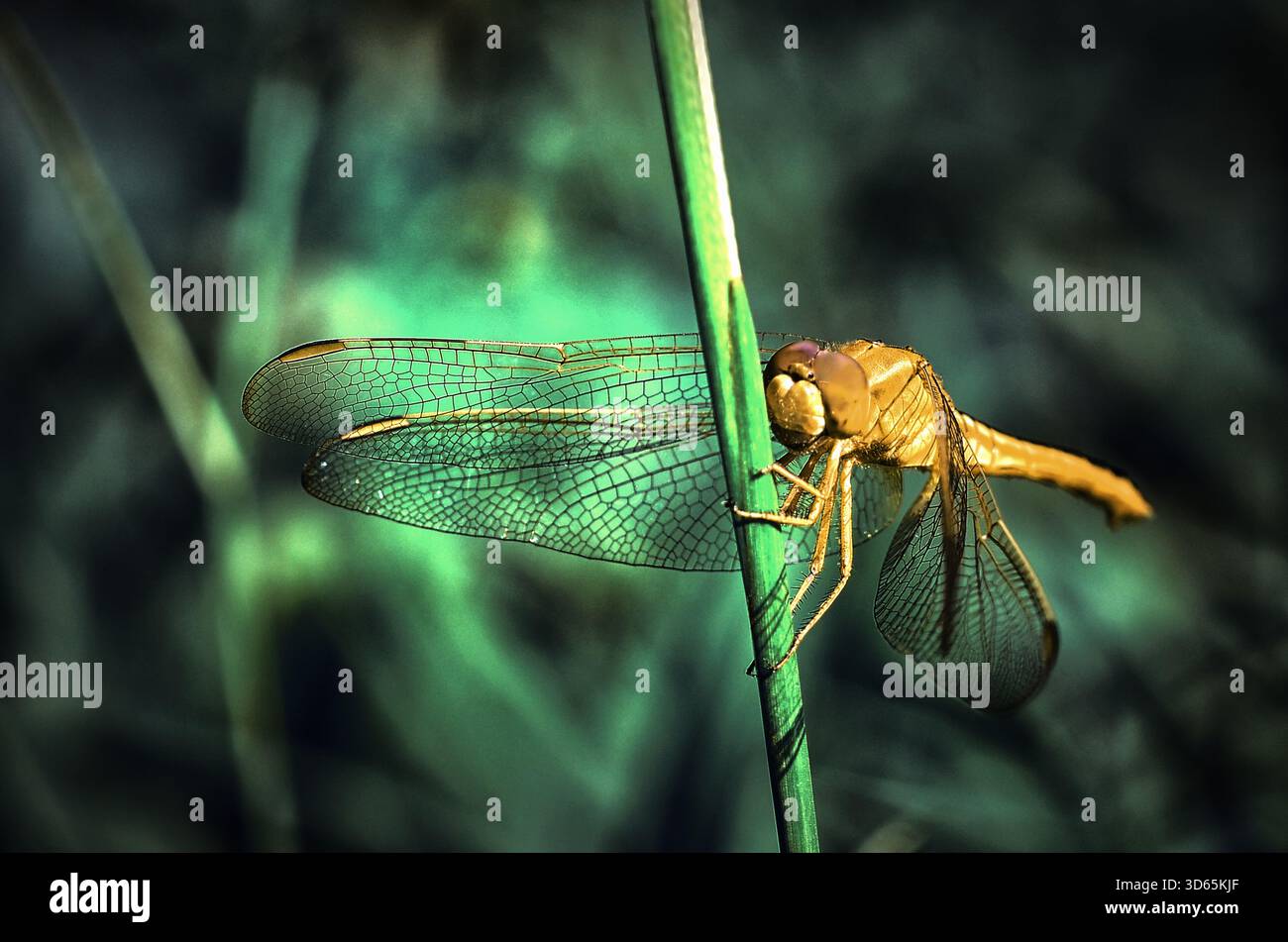 Vista ravvicinata di una libellula su una pianta, giava occidentale, Indonesia Foto Stock