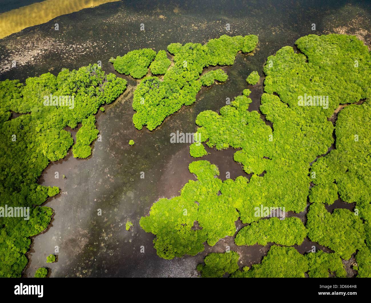 Gli alberi di mangrovie tropicali crescono su pianali di marea poco profondi con canali d'acqua. Siargao, Filippine. Foto Stock