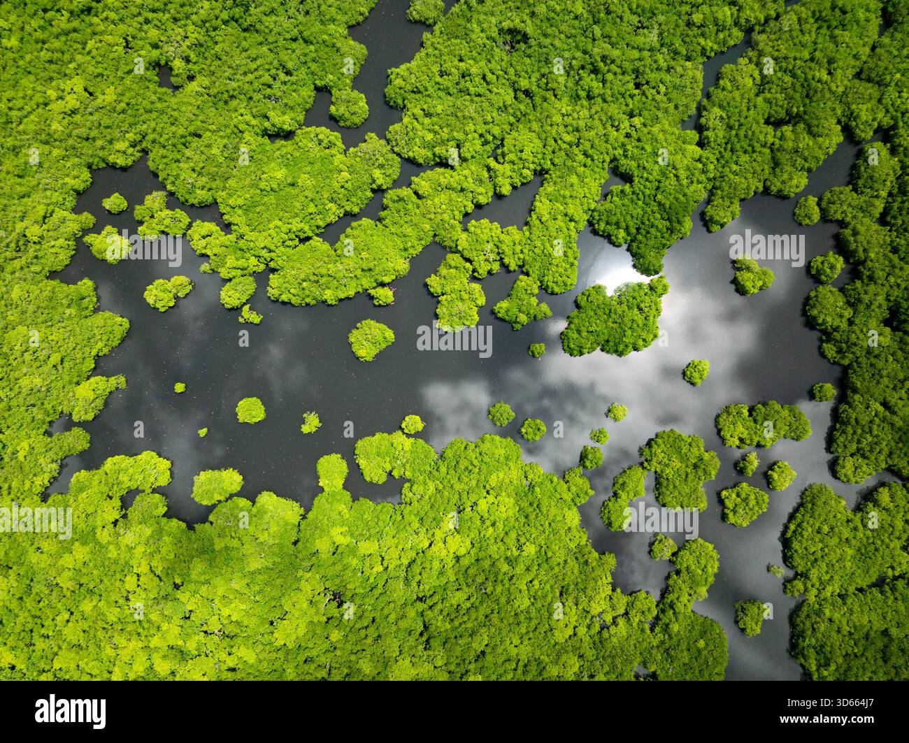 Foresta di mangrovie con isolotti verdi sparsi e acqua scura che riflettono nuvole e sole. Siargao, Filippine. Foto Stock