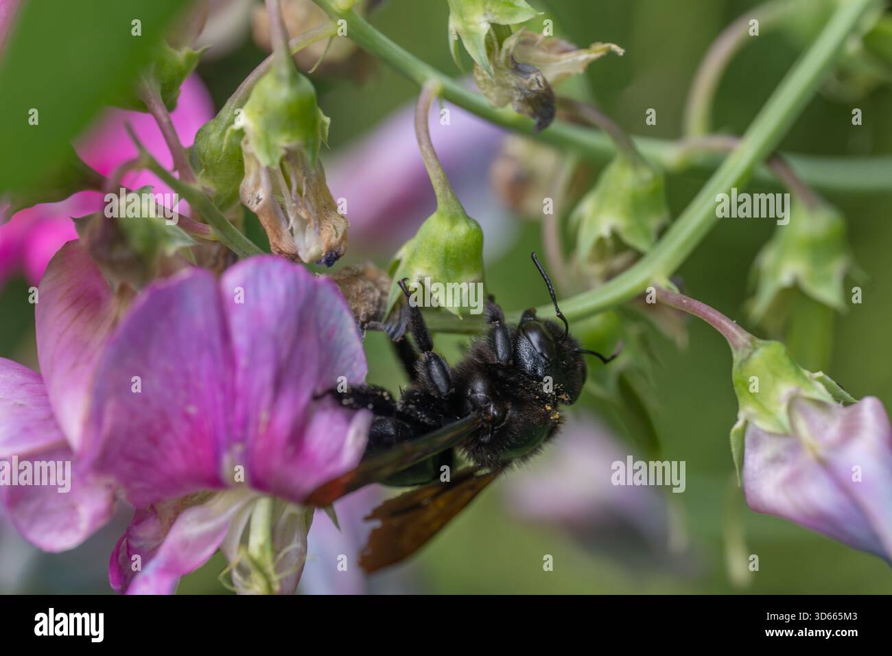 Abelha-Carpinteira Carpenter Bee Xylocopa violacea Foto Stock