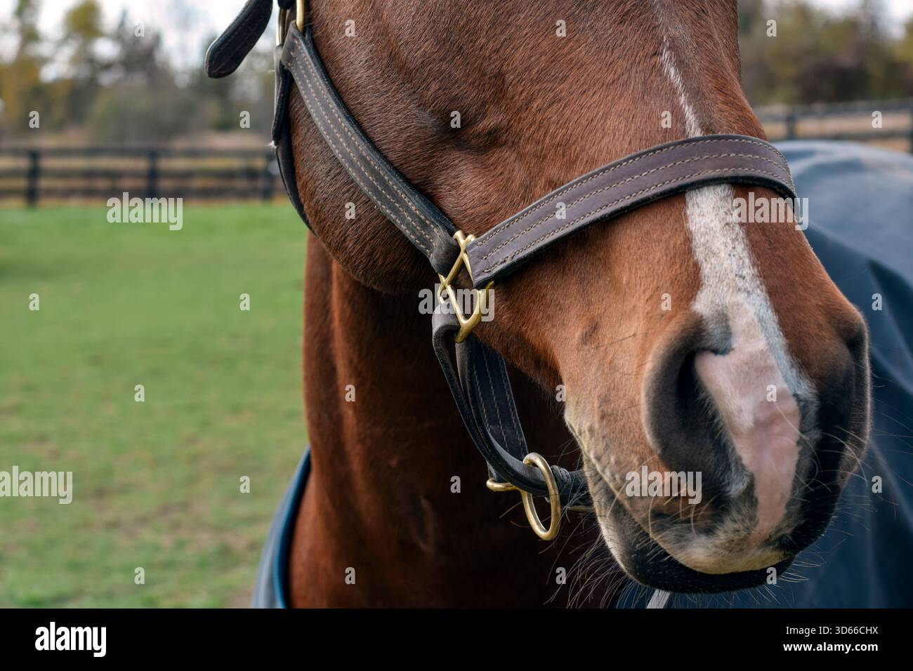 Vista ravvicinata di un cavallo di cuoio marrone con paddock e erba verde sullo sfondo, che mostra i dettagli della battuta equestre all'aperto Foto Stock
