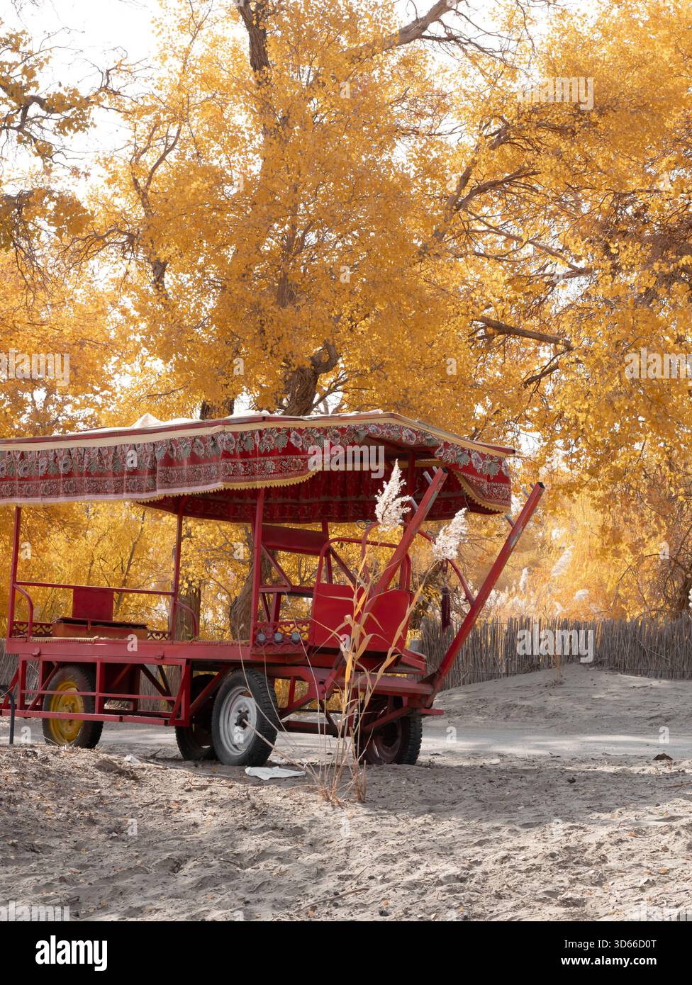 Un autobus rosso decappottabile tra foreste di pioppi dorati Foto Stock