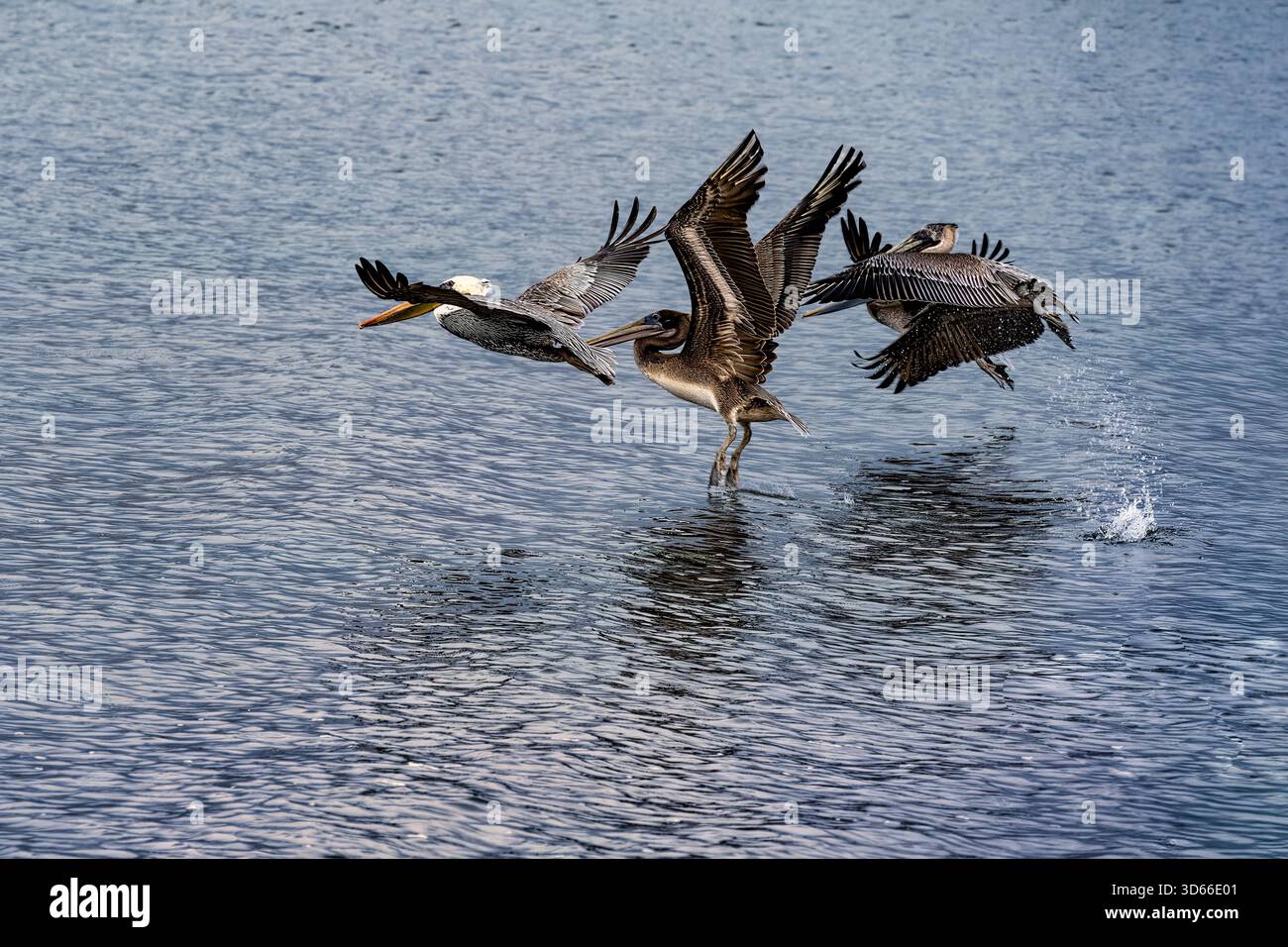 Pellicani che volano sull'acqua nelle paludi di Chicken Ranch Beach, Tomalas Bay, California Foto Stock