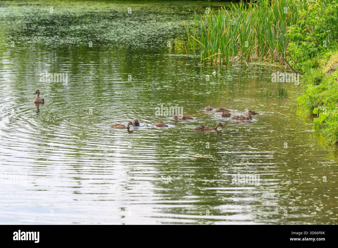 Un tranquillo laghetto dove le anatre scivolano senza sforzo attraverso acque limpide, circondate da una vegetazione vibrante e piante Foto Stock