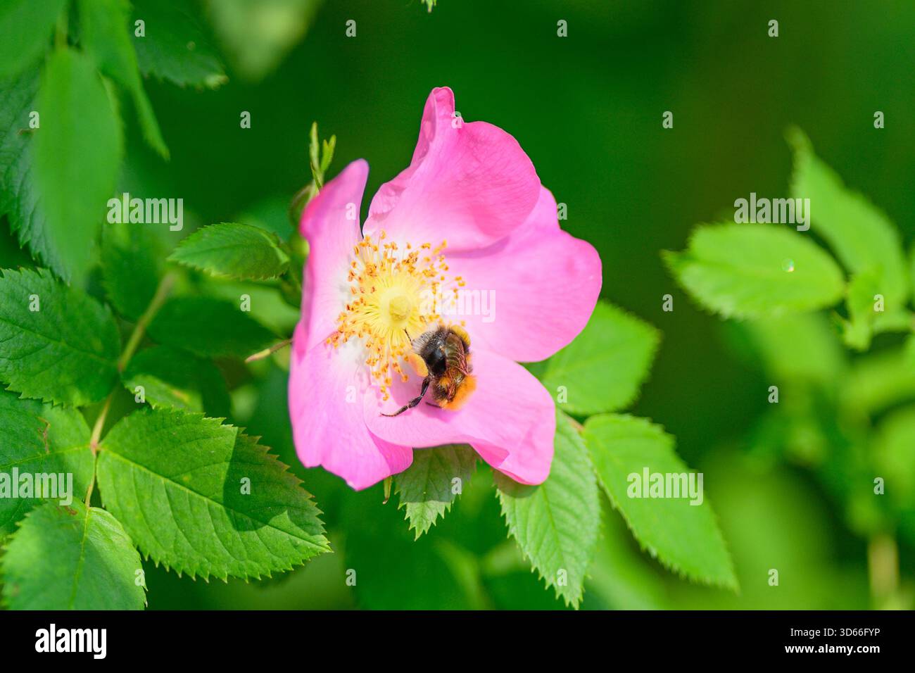 Un bellissimo fiore rosa è visitato da un'ape, che mostra la bellezza della natura e l'importanza dell'impollinazione Foto Stock