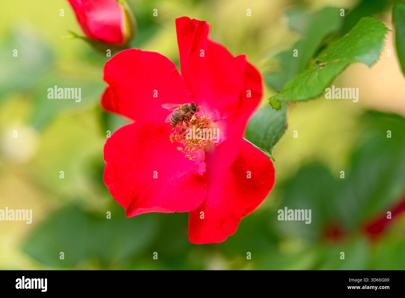 Un vivace fiore rosso e un'ape vibrante mostrano le meraviglie della natura e l'essenziale processo di impollinazione Foto Stock