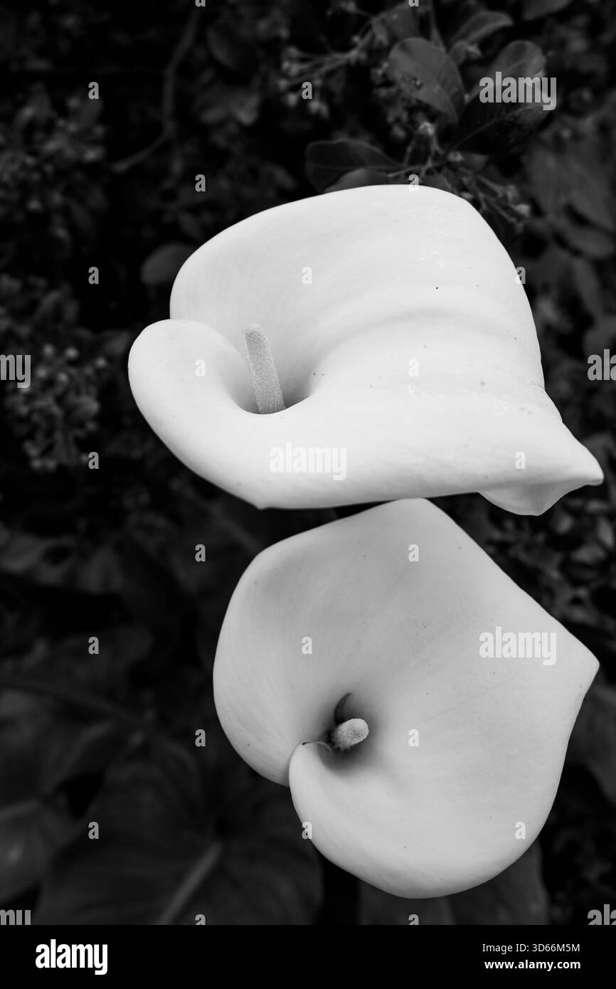 Una sorprendente fotografia di un giglio di arum bianco isolato su uno sfondo scuro, che sottolinea la forma scultorea del fiore e la spadix vibrante. Ideale per Foto Stock