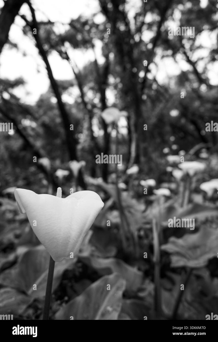 Una sorprendente fotografia di un giglio di arum bianco isolato su uno sfondo scuro, che sottolinea la forma scultorea del fiore e la spadix vibrante. Ideale per Foto Stock