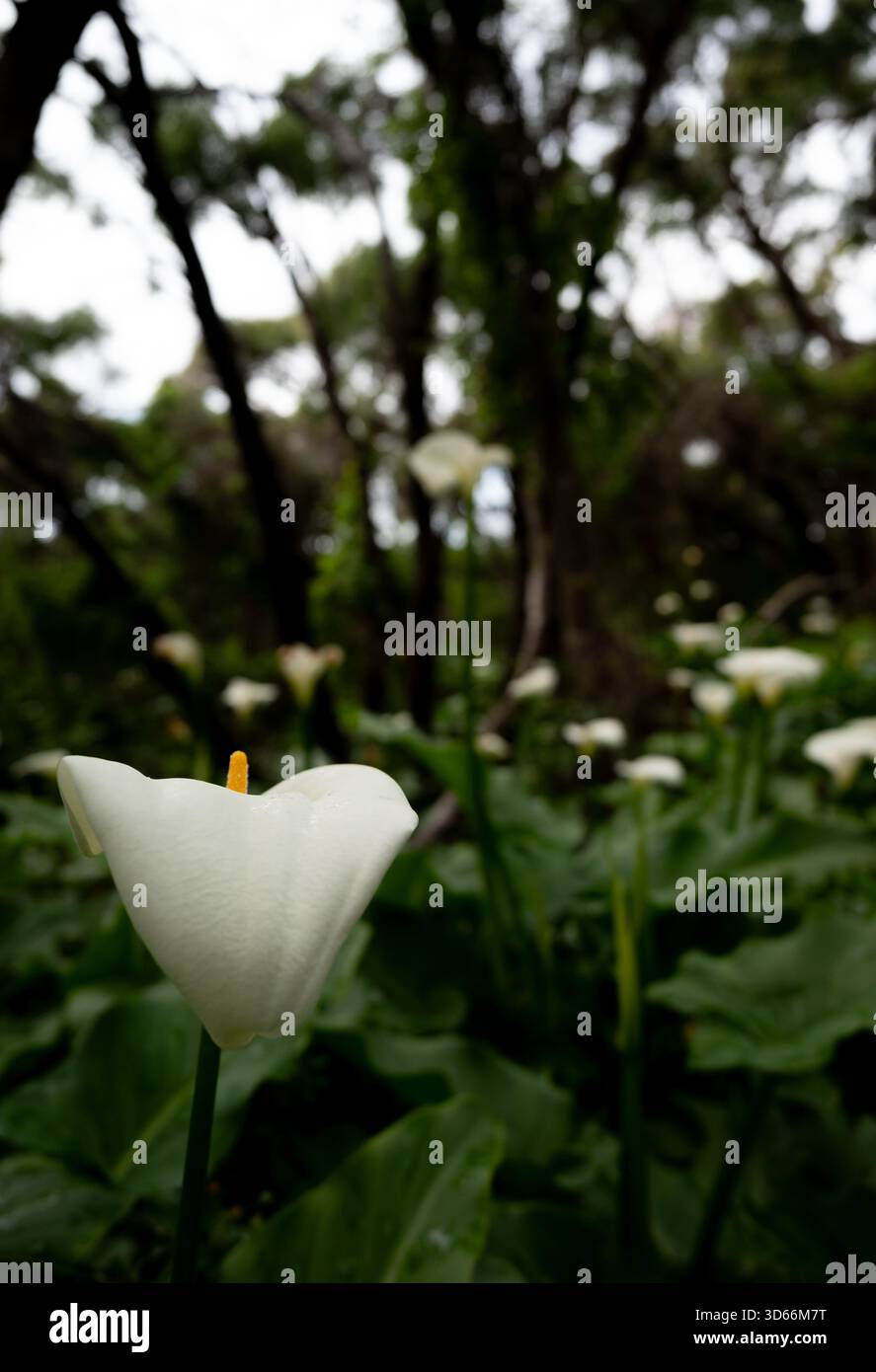 Una sorprendente fotografia di un giglio di arum bianco isolato su uno sfondo scuro, che sottolinea la forma scultorea del fiore e la spadix vibrante. Ideale per Foto Stock