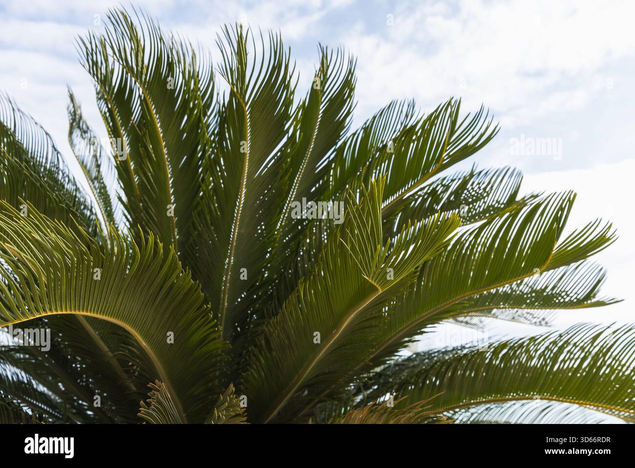 Foto ravvicinata delle lussureggianti fronde delle palme che si avvicinano a un cielo blu limpido, catturando la vegetazione tropicale e i bordi illuminati dal sole. Ideale per la natura, i viaggi, le vacanze, Foto Stock