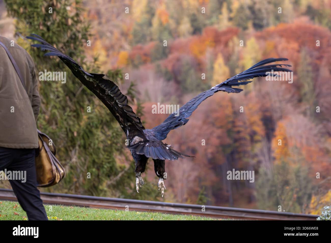 La fotografia mostra un'aquila maestosa che si libra nell'aria e le sue ali si spalancano, dimostrando un'impressionante grazia aerea. L'uccello è libero Foto Stock