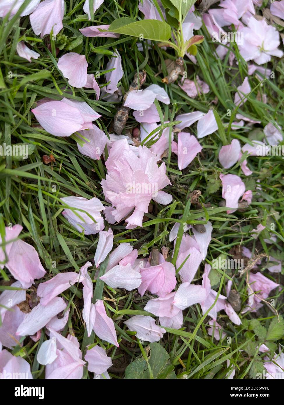 Un morbido tappeto di petali rosa drappa Central Park, celebrando la fugace bellezza della primavera. Foto Stock