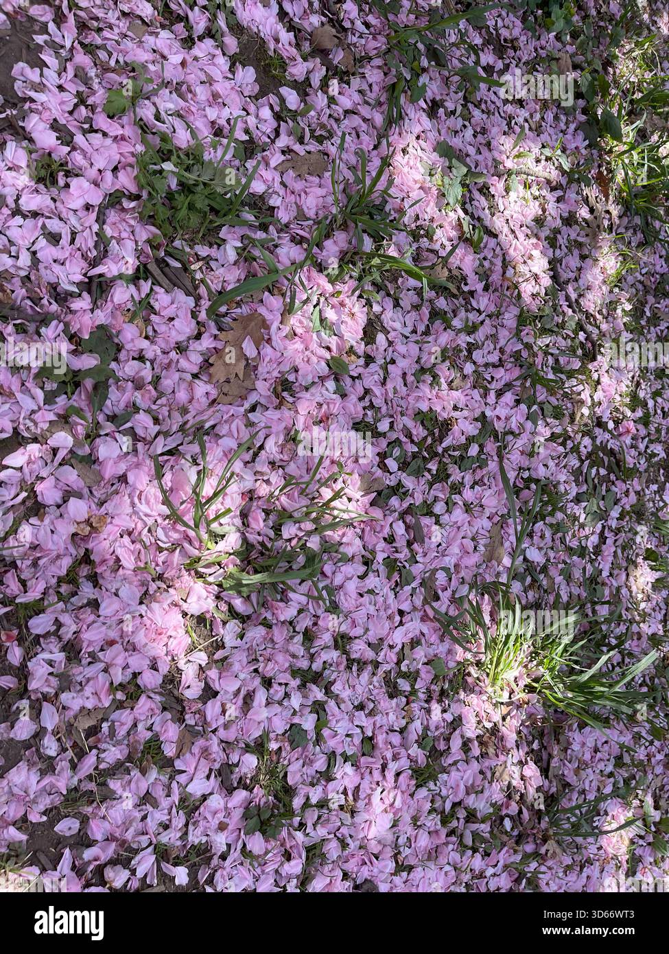 Un morbido tappeto di petali rosa drappa Central Park, celebrando la fugace bellezza della primavera. Foto Stock