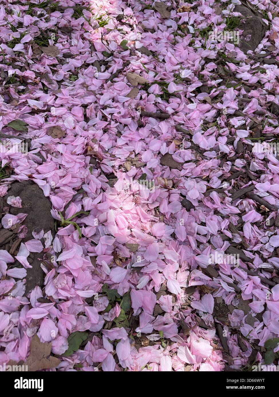 Un morbido tappeto di petali rosa drappa Central Park, celebrando la fugace bellezza della primavera. Foto Stock