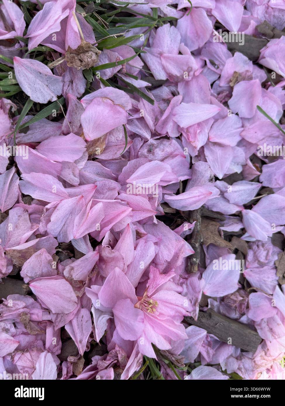 Un morbido tappeto di petali rosa drappa Central Park, celebrando la fugace bellezza della primavera. Foto Stock
