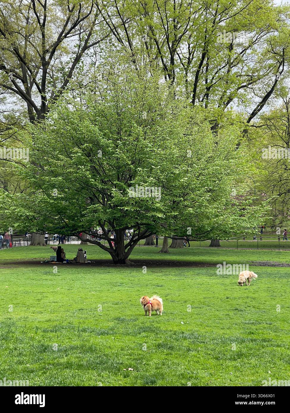 Gioia estiva a Central Park: Cuccioli felici che corrono nel verde. - Immagine stock catturata con smartphone