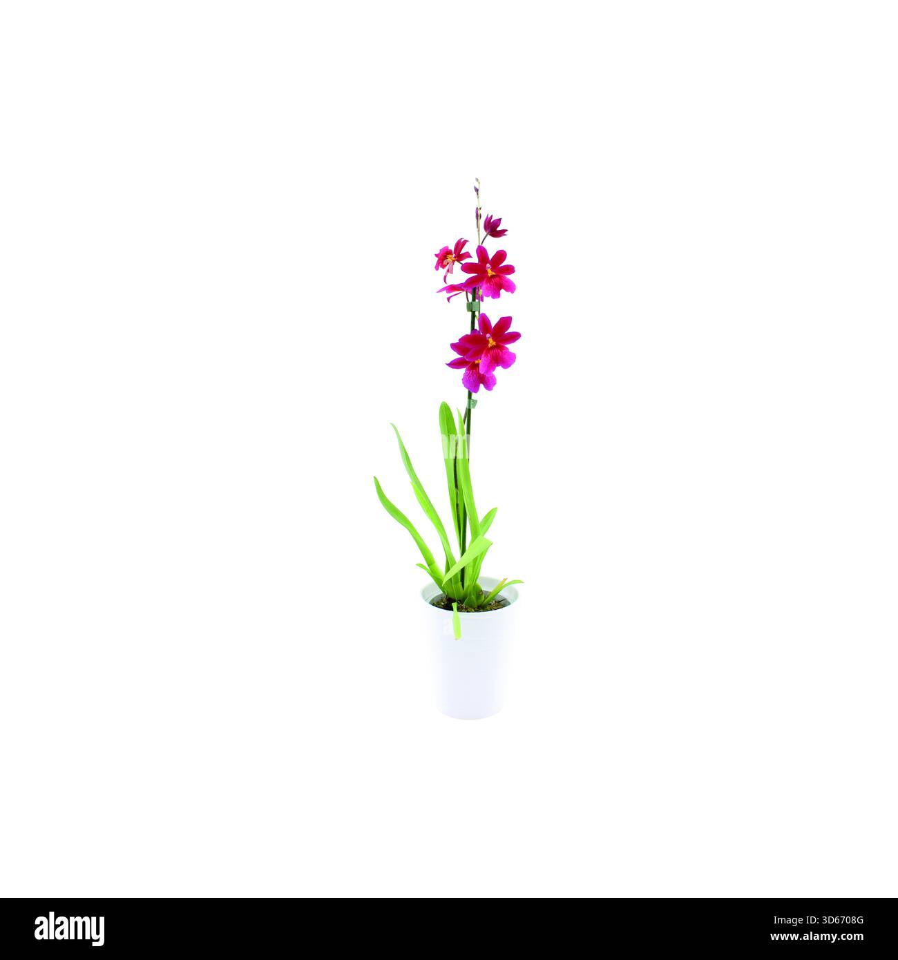 Pianta ibrida di orchidee Cambria con fiori colorati in una pentola, isolata sul bianco Foto Stock