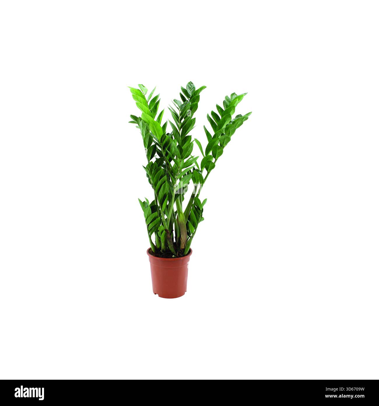 Decorazione Zamioculcas zamiifolia su sfondo in legno. con percorso di ritaglio Foto Stock