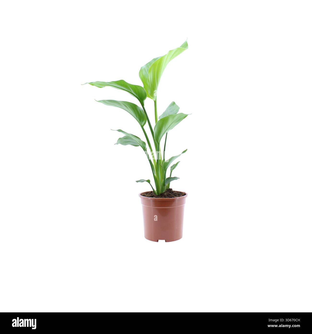 Pianta domestica Strelitzia in vaso di plastica marrone isolato su sfondo bianco, pianta tropicale al coperto, pianta fogliame Bird of Paradise per arredamento e interni Foto Stock