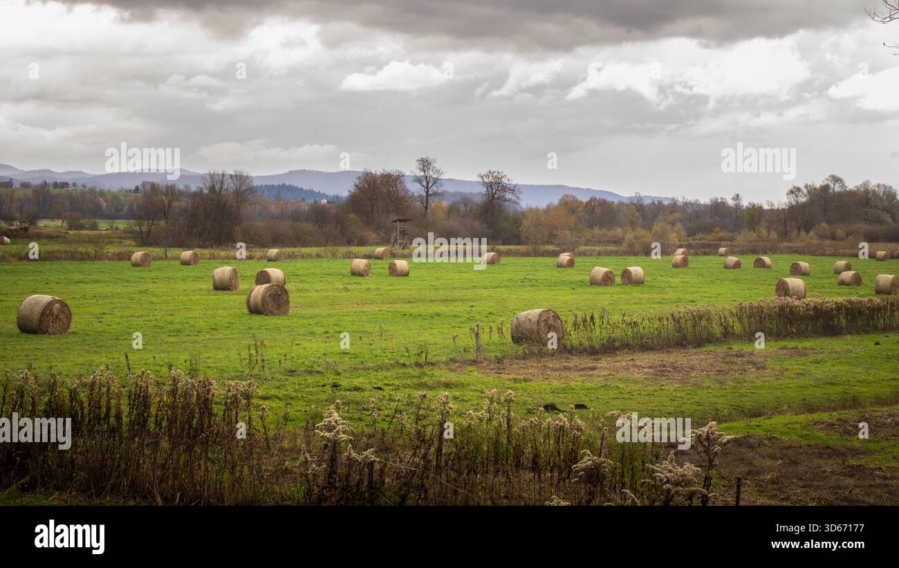 Balle di fieno sparse in un campo verde sotto il cielo nuvoloso d'autunno Foto Stock