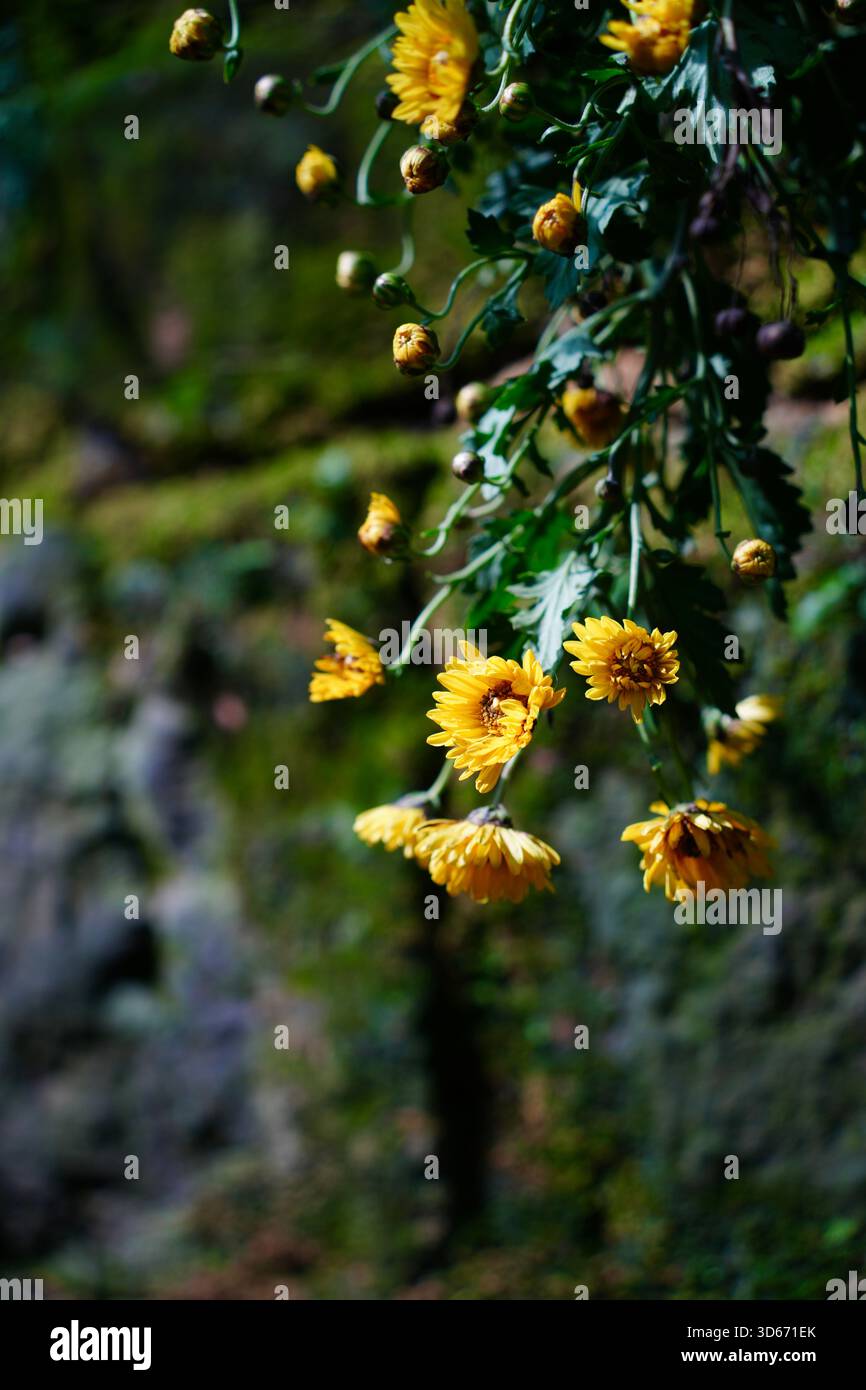 I Crisantemi d'oro fioriscono tra le rocce di Mossy in un tranquillo giardino della foresta Foto Stock