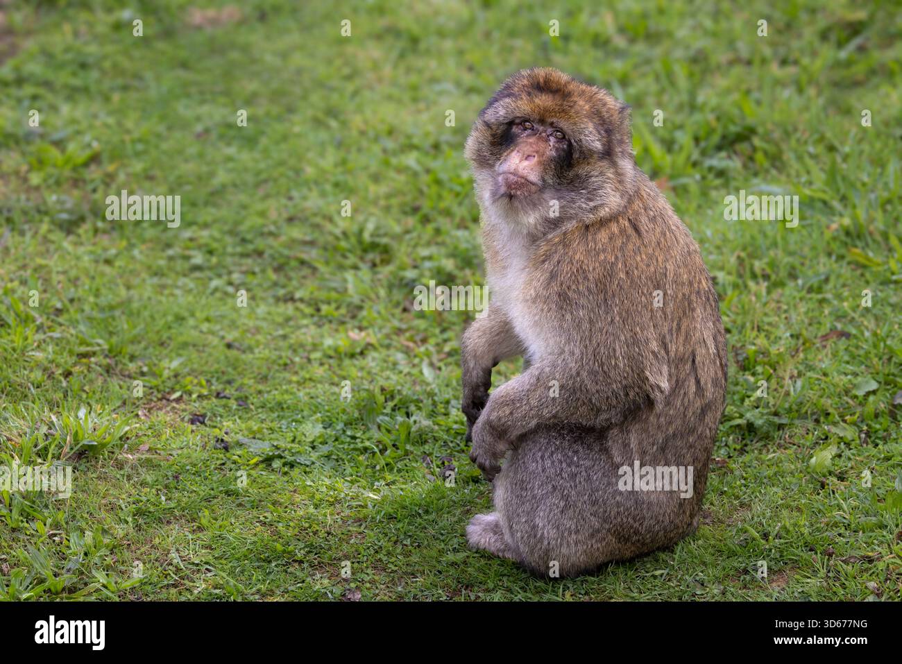 Bertuccia Foto Stock