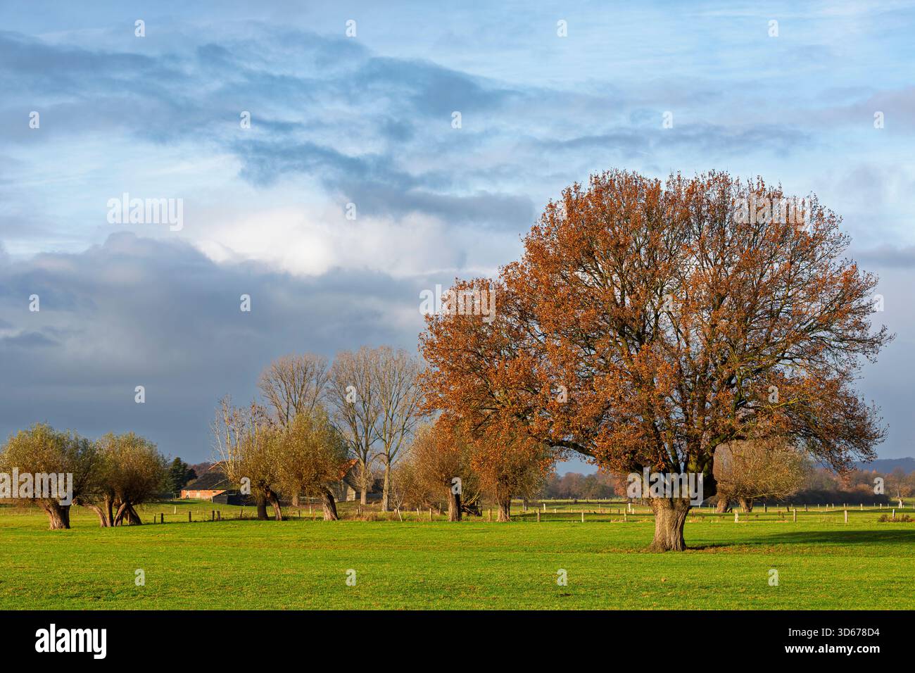 Autunno, basso Reno, alberi, nuvole, sole Foto Stock