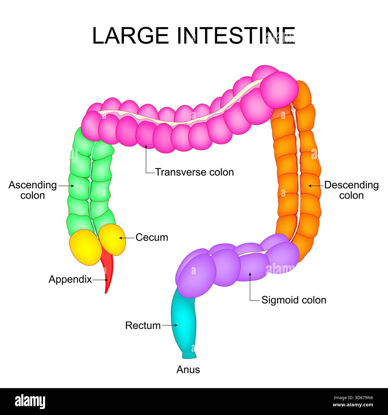 Parte dell'intestino crasso. Anatomia del colon. Apparato digerente umano. Illustrazione vettoriale Illustrazione Vettoriale
