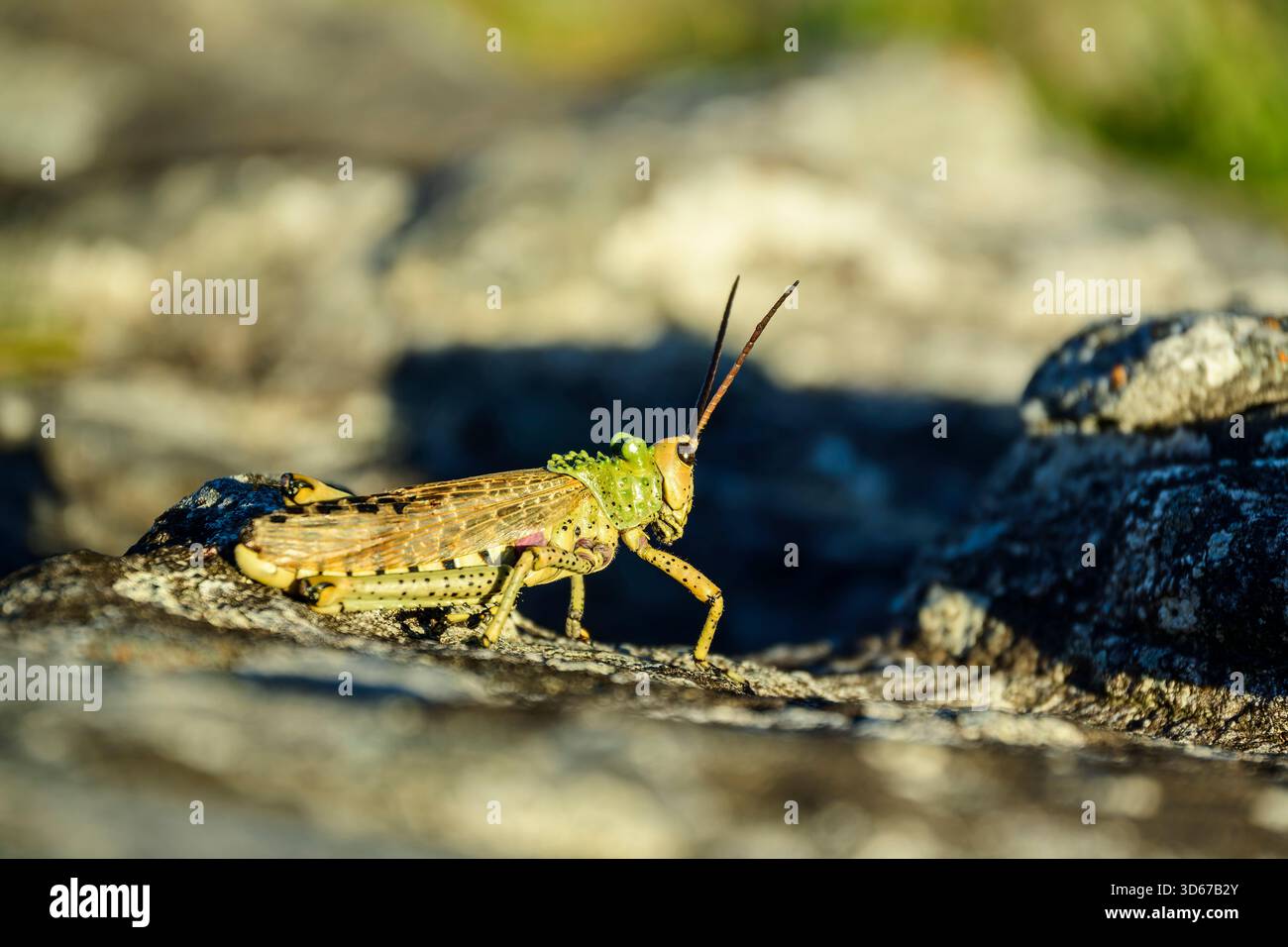 Locusta migratoria, Locusta migratoria, Wild Coast Trail, Wild Coast, Eastern Cape, Sudafrica Foto Stock