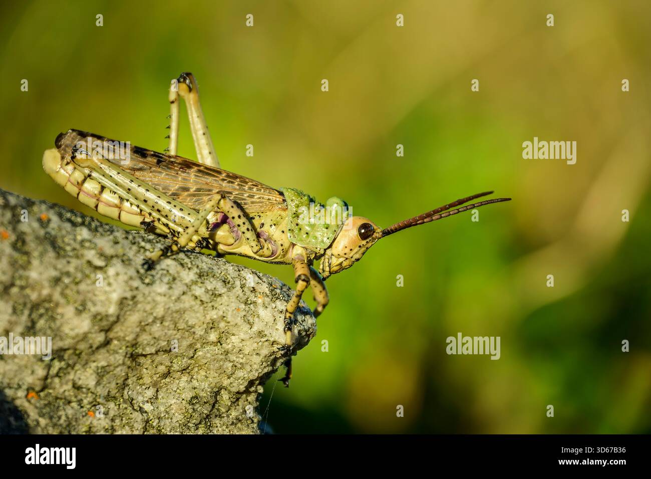 Locusta migratoria, Locusta migratoria, Wild Coast Trail, Wild Coast, Eastern Cape, Sudafrica Foto Stock