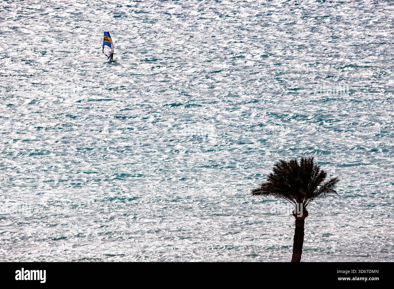Un windsurfista con una vela blu e gialla attraversa il mare soleggiato, con la silhouette scura e contrastante di una palma posta in primo piano nel mare Foto Stock