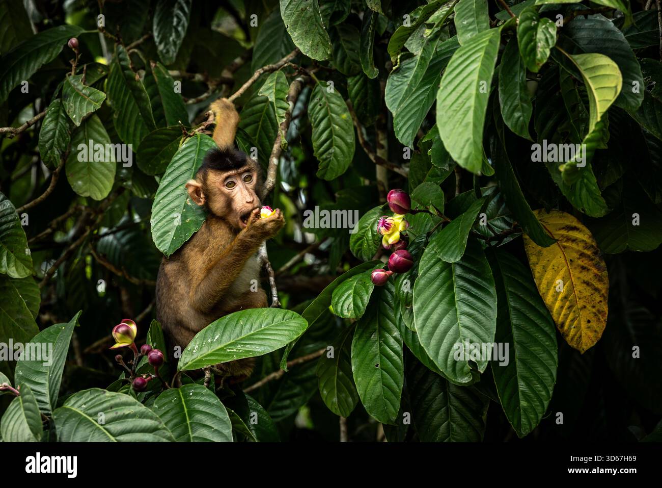 Crociera mattutina sul fiume Sungai Kinabatangan, dove molti animali selvatici vivono ancora in un pezzo di giungla incontaminata, ma che è anche circondata da enormi piantagioni di palme da olio. Foto Stock