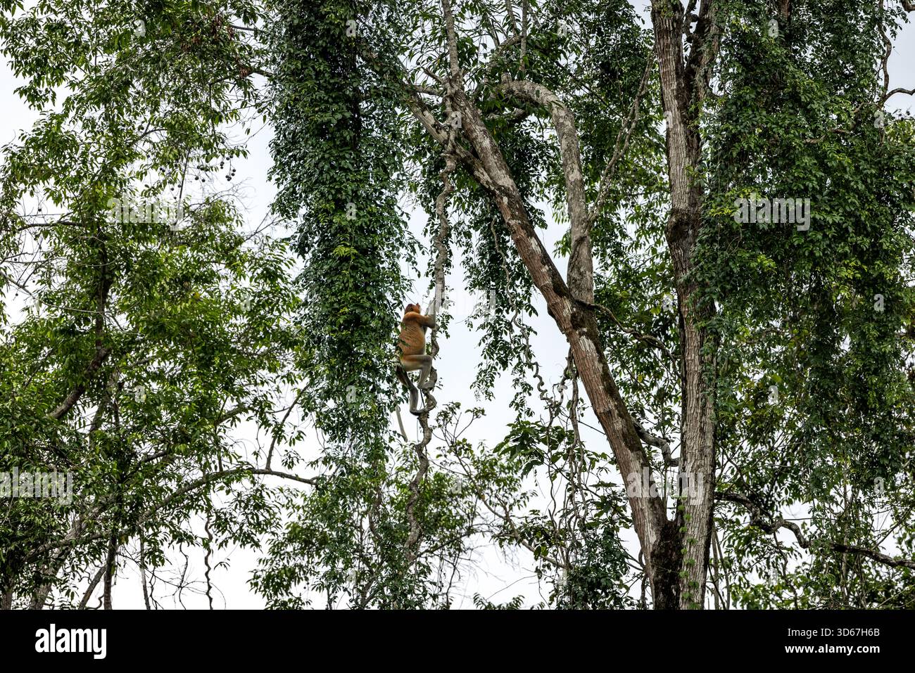 Crociera mattutina sul fiume Sungai Kinabatangan, dove molti animali selvatici vivono ancora in un pezzo di giungla incontaminata, ma che è anche circondata da enormi piantagioni di palme da olio. Foto Stock