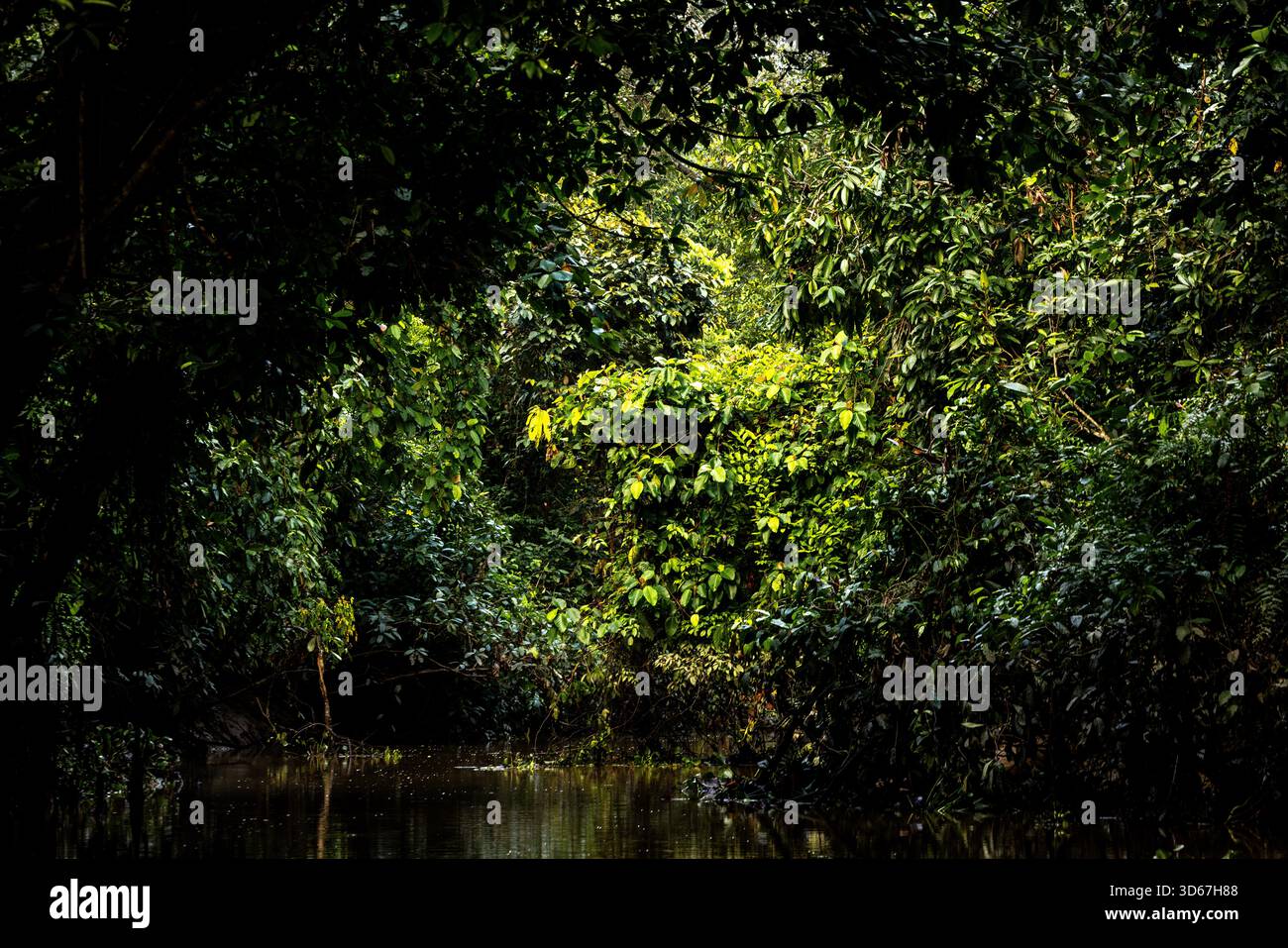 Crociera mattutina sul fiume Sungai Kinabatangan, dove molti animali selvatici vivono ancora in un pezzo di giungla incontaminata, ma che è anche circondata da enormi piantagioni di palme da olio. Foto Stock
