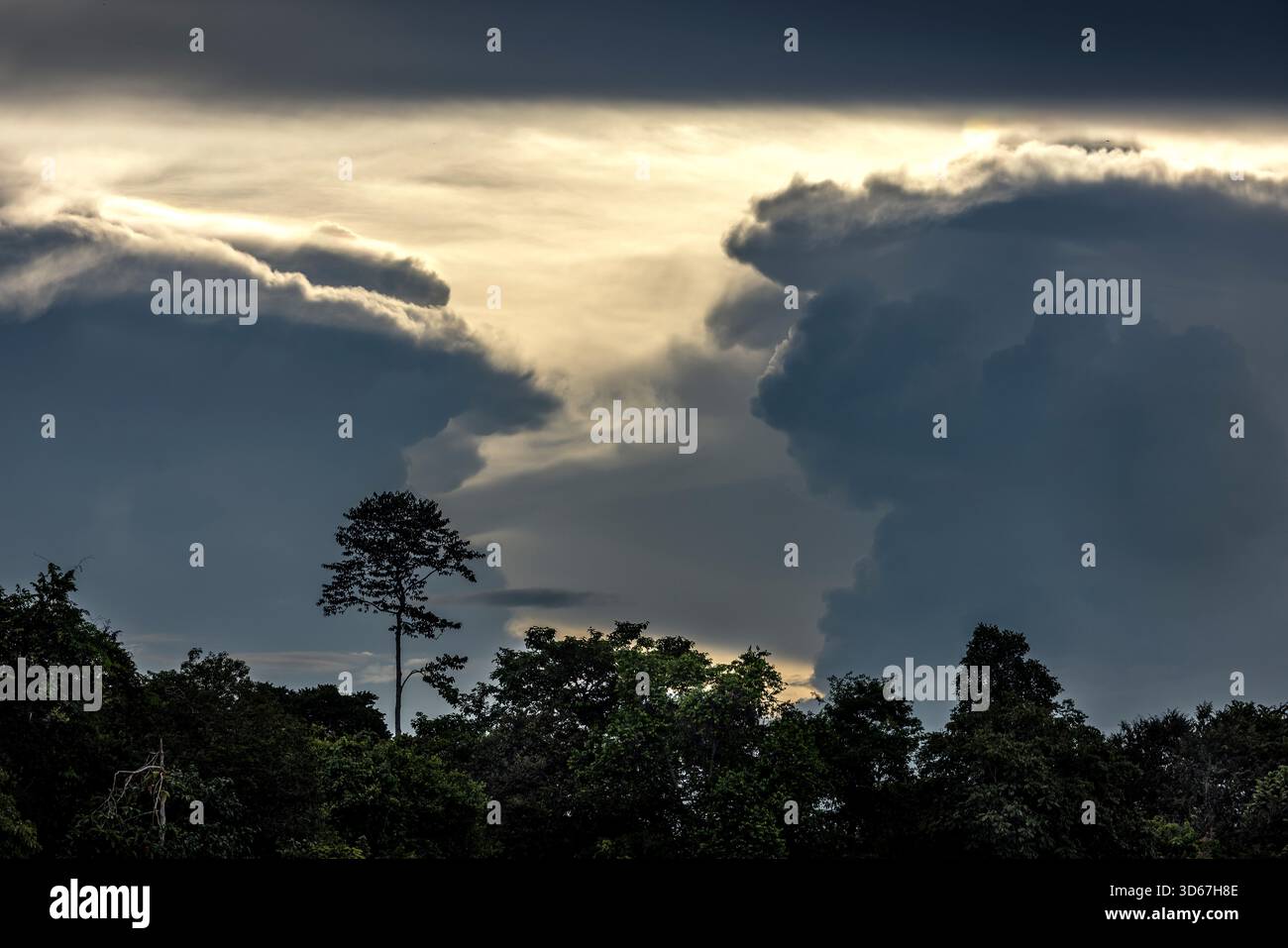 Crociera mattutina sul fiume Sungai Kinabatangan, dove molti animali selvatici vivono ancora in un pezzo di giungla incontaminata, ma che è anche circondata da enormi piantagioni di palme da olio. Foto Stock