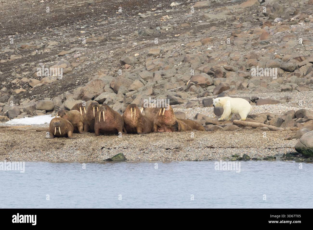 Orso polare, Ursus maritimus, Thalarctos maritimus, orso adulto davanti al tricheco, Odobenus rosmarus, Spitsbergen, Norvegia Foto Stock