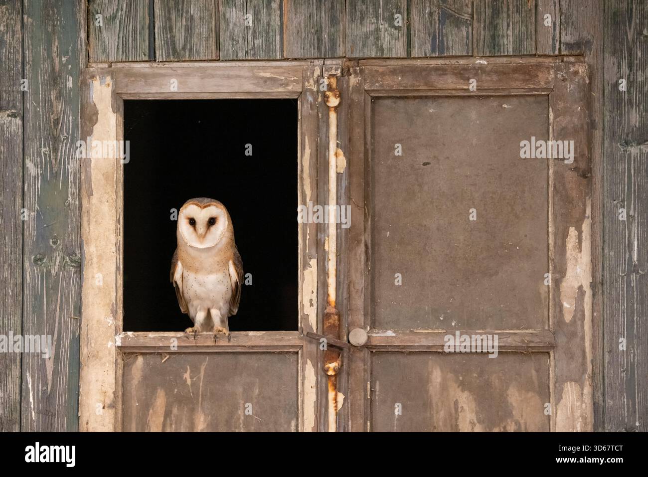 Barbabietola, Tyto alba, civetta adulta seduta alla finestra, Paesi Bassi Foto Stock